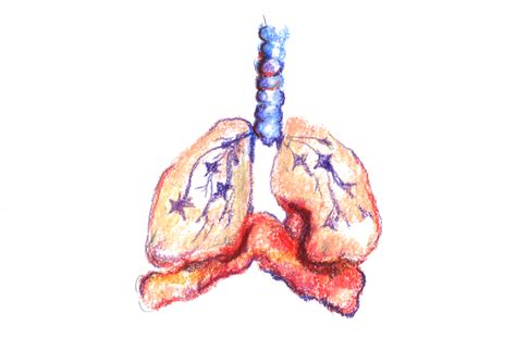Study reveals the mechanism of bronchial spasm .